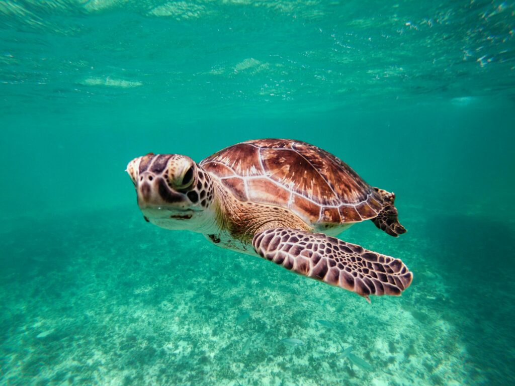 Eine Meeresschildkröte schwimmt anmutig im klaren, türkisfarbenen Wasser.